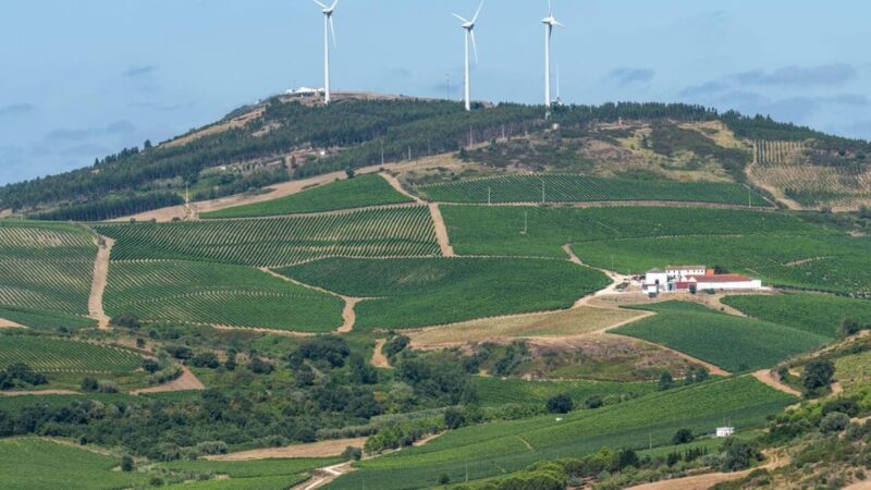 Wine Tourism Farm Visit + Torres Vedras City Visit - Itinerary Overview