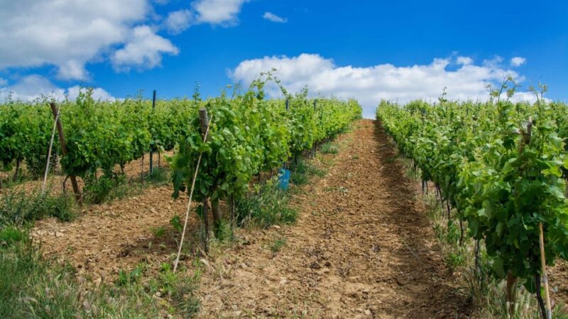 Wine Tourism Farm Visit + Torres Vedras City Visit - Exclusions and Limitations
