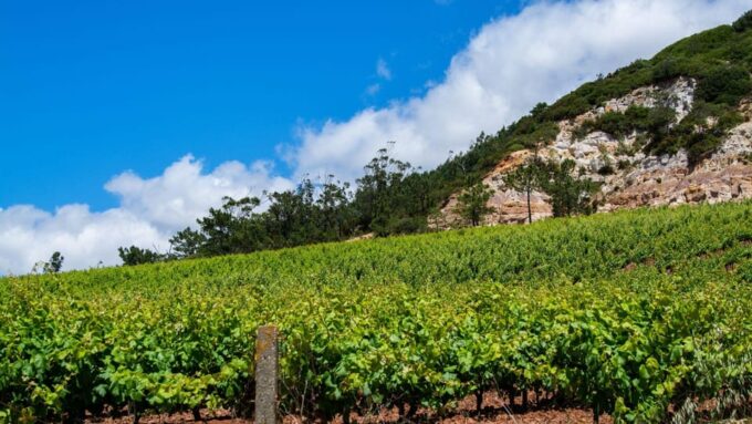 Wine Tourism Farm Visit + Torres Vedras City Visit - Booking Details