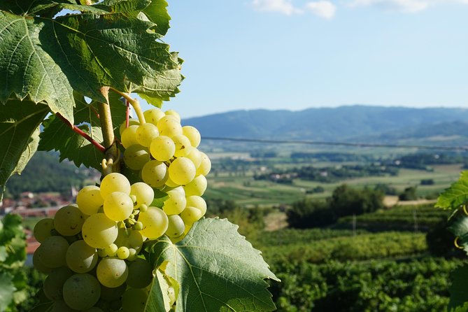 Wine Tourism Half Day Tour - Meeting and Pickup Details