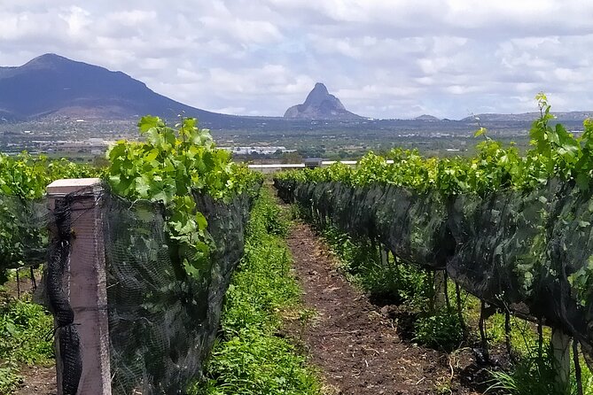 Wine Tours in the Heart of Mexico - About Heart of Mexico Wine Tours