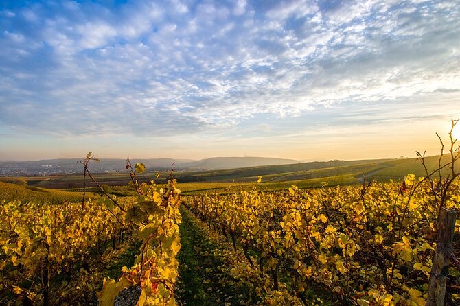 Wine Tours Sydney - Southern Highlands Day Escape, Full Day Wine Tasting Tour - Lunch and Dining