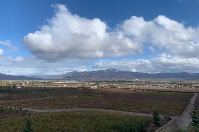 Wine Tours Valle De Guadalupe/Celebrate Your Birthday/Farewell - Booking and Confirmation