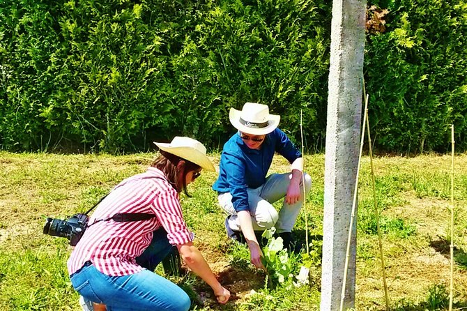 Wine & Vine Planting | Quinta De Santa Cristina Vinho Verde - Accessibility and Participation