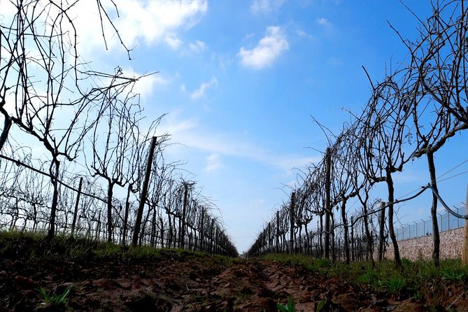 WINE WORLD EXPERIENCE From Albufeira - Tasting Experience