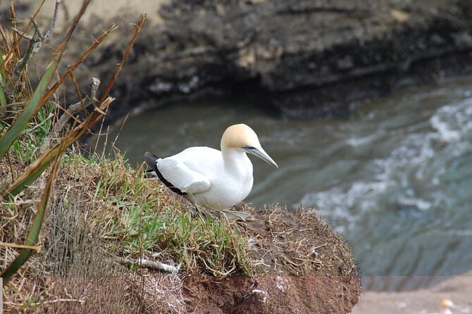 Wineries Honey and Black Sand Beaches From Auckland - Expert Tour Guide