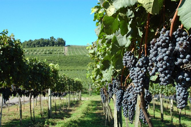 Wineries of the South, Maria Fumaça Train and Italian Epic Park - Tour Overview and Highlights