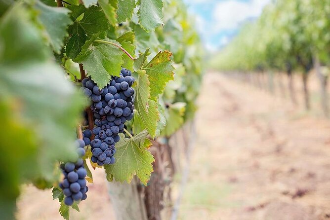 Winery and Pamukkale Sunset Tour - Pickup Information