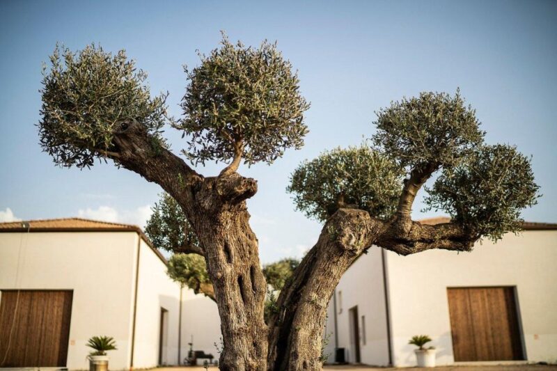 Winery & Pizza Cooking Class With Transfer From Palermo - Key Points