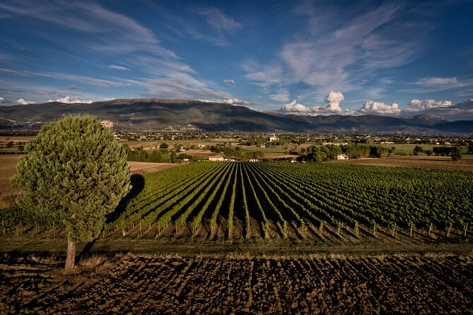 Winery Tour and Private Tasting in Montefalco - Recommendations and Additional Information