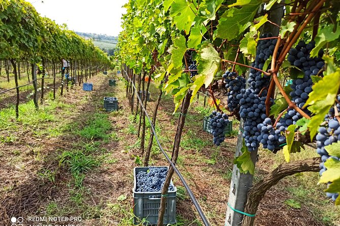 Winery Tour and Tasting at Sunset in the Countryside From Tropea - Participation and Accessibility