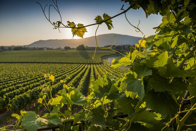 Winery Tour and Tasting at Sunset in the Countryside From Tropea - Reviews and Ratings