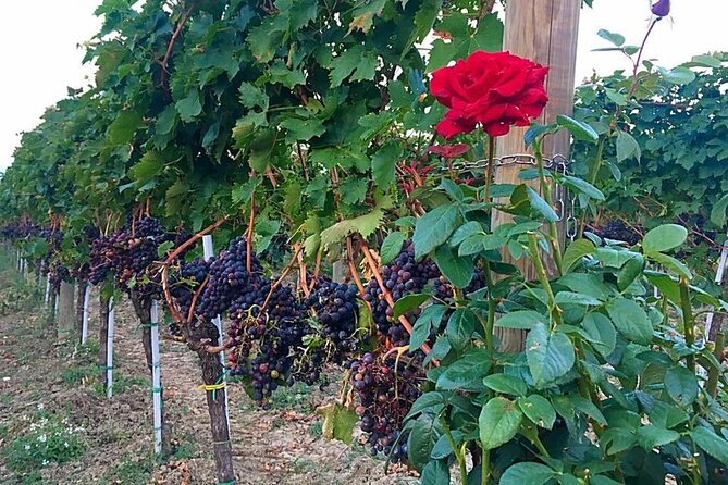Winery Tour and Tasting in Abruzzo - Handcrafted Wine Bottles With Dried Roses