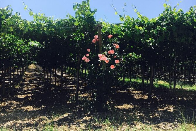 Winery Tour and Tasting in Abruzzo - Meeting Point and Logistics