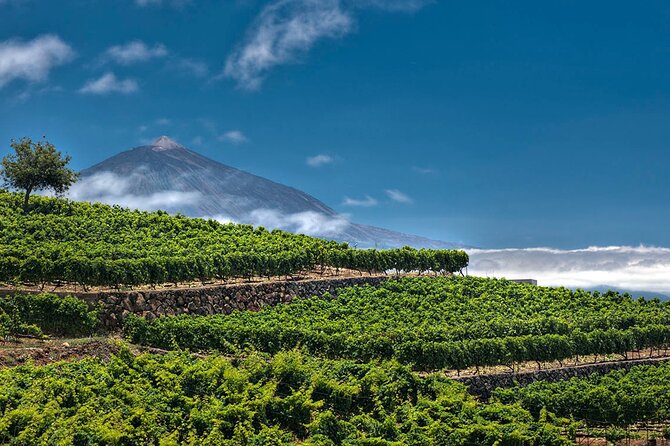 Winery Tour and Tasting in Tenerife With the Sommelier - Summary of Participant Reviews