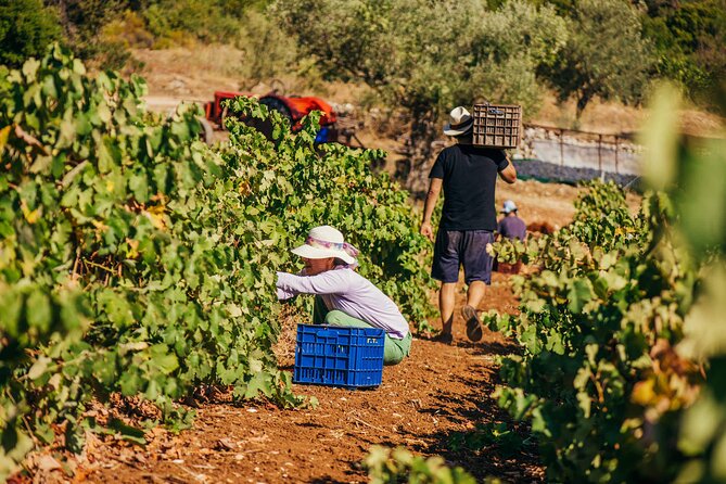 Winery Tour and Tasting in Zakynthos With the Winemaker - Tasting the Organic Olive Oil