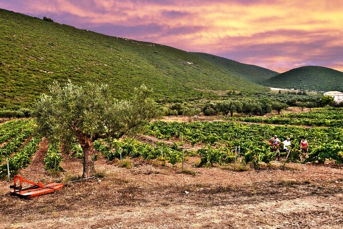 Winery Tour and Tasting in Zakynthos With the Winemaker - Savoring the Exquisite Wine Pairings