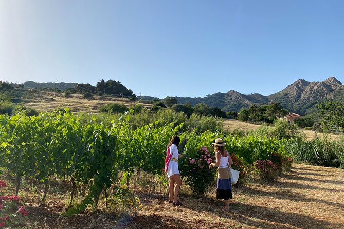 Winery Tour and Tasting With the Winemaker in Elba Island - Sampling Local Olive Oil and Delicacies
