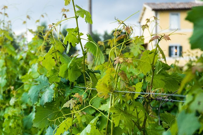 Winery Tour and Wine & Cheese Tasting - Positive Guest Reviews and Recommendations