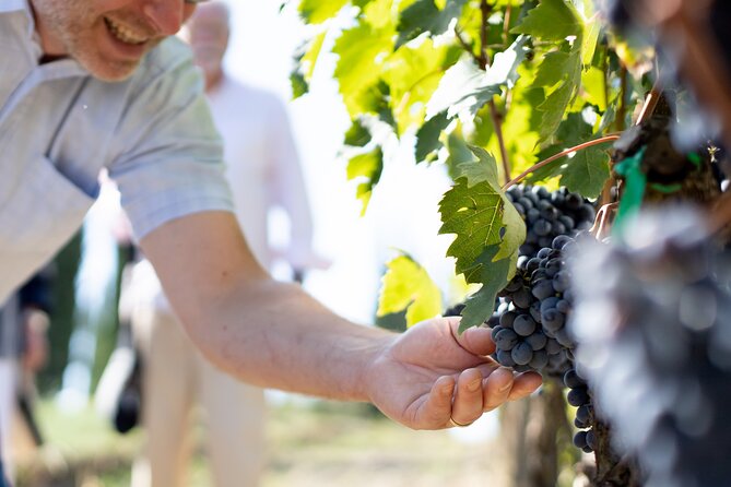 Winery Tour & Gourmet Tasting in Montalcino - Gourmet Wine Tasting