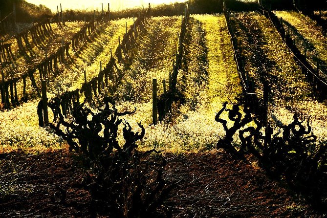 Winery Tour With Private Luxury Vehicle From Barcelona With Hotel Pick up - Tour Details