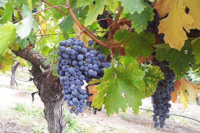 Winery & Valparaiso Private Tour - Day Trip From Santiago - Inclusions