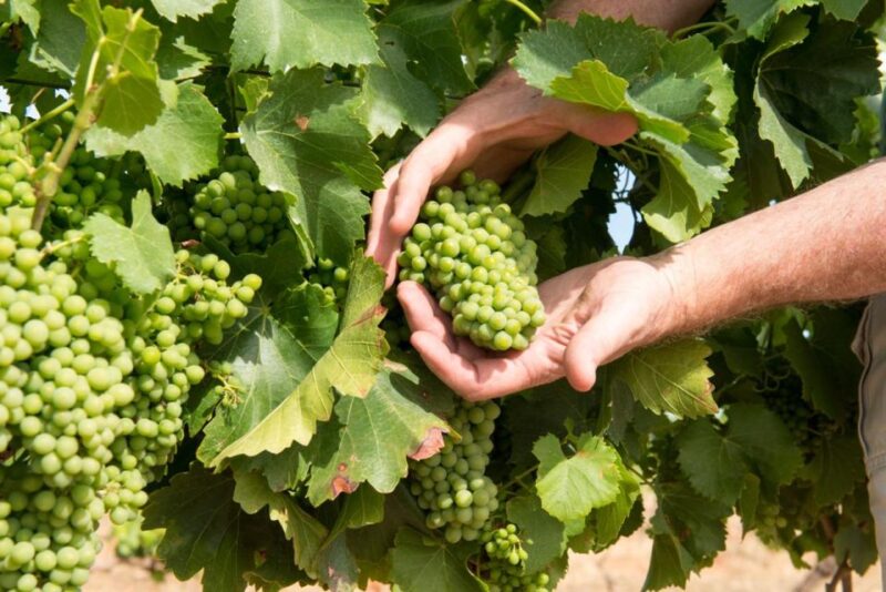 Wines and Whispers: a Barossa Valley Wine Tour From Adelaide - Rosenvale Vineyards Traditional Winemaking