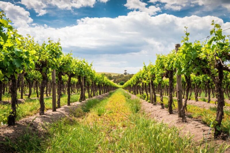 Wines and Whispers: a Barossa Valley Wine Tour From Adelaide - Personalized Tour Experience