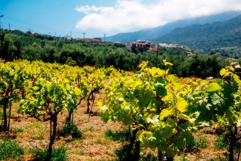 Wines, Olives, and History: a Private Wine Tour From Chania - Ancient Olive Tree of Vouves