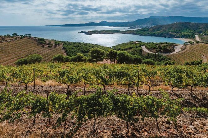 Wines Tasting and Typical Breakfast Small Group Tour From Girona - Wine Region Exploration