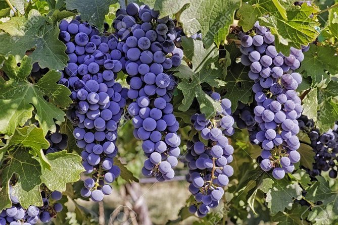 Wines Tasting and Typical Breakfast Small Group Tour From Girona - Tasting Experience