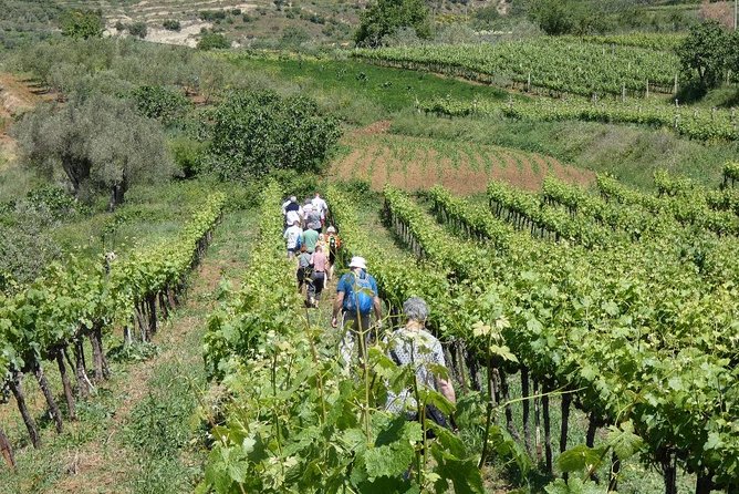 Winetasting Tour in Alpeta Winery - Roshnik Village by 1001 Albanian Adventures - Tour Details