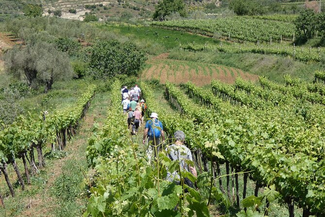 Winetasting Tour in Alpeta Winery - Roshnik Village by 1001 Albanian Adventures - Traditional Wine-Making