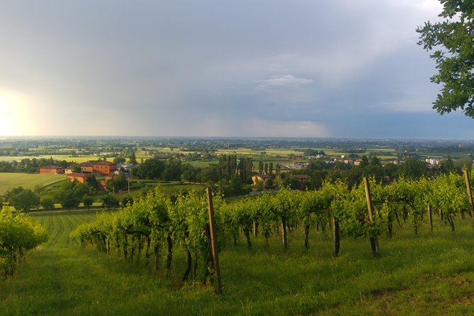 Winetour and Tasting on Bologna Hills, Guided by the Wine Grower - Group Size and Cancellation Policy