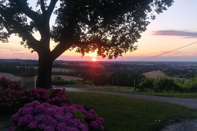 Winetour and Tasting on Bologna Hills, Guided by the Wine Grower - Reviews and Ratings