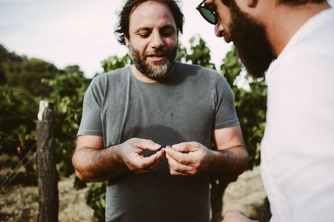 Winetour & Food Experience in Pic St Loup - Key Points