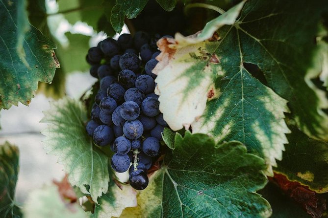 Winetour & Food Experience in Pic St Loup - Pickup and Drop-off Service