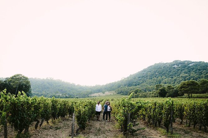 Winetour & Food Experience in Pic St Loup - Group Size and Duration