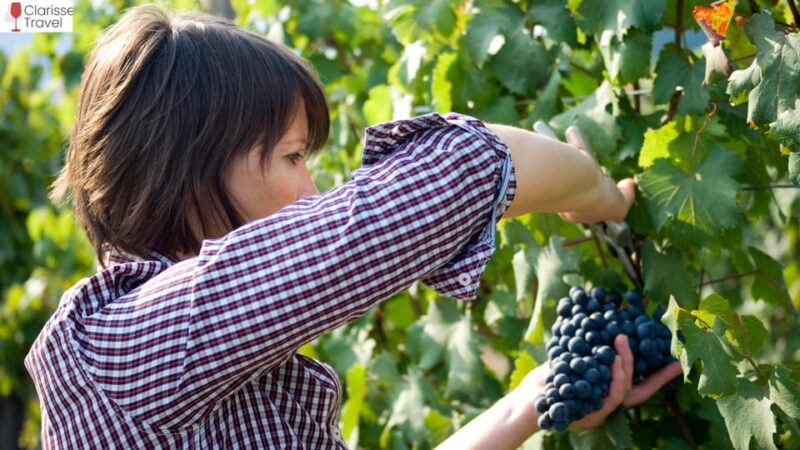 WineTourism Wine Tour Wine Tasting Wineries Visit - Key Points