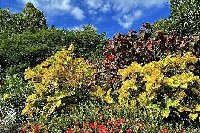 Wingfield Rainforest Adventure Hike and Caribelle Batik stop - Wingfield Rainforest Adventure: A Serene Nature Escape