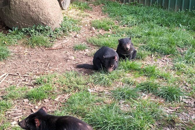 Wings Wildlife Park and Scenic Tour - Cruise Ship Adjustments and Cancellation Policy