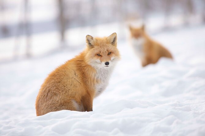 Winter BBQ With the Northern Land Aquarium & Fox Farm in Kitami - Inclusions