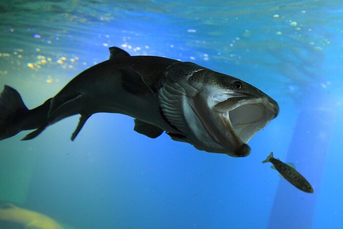 Winter BBQ With the Northern Land Aquarium & Fox Farm in Kitami - Meeting and End Points