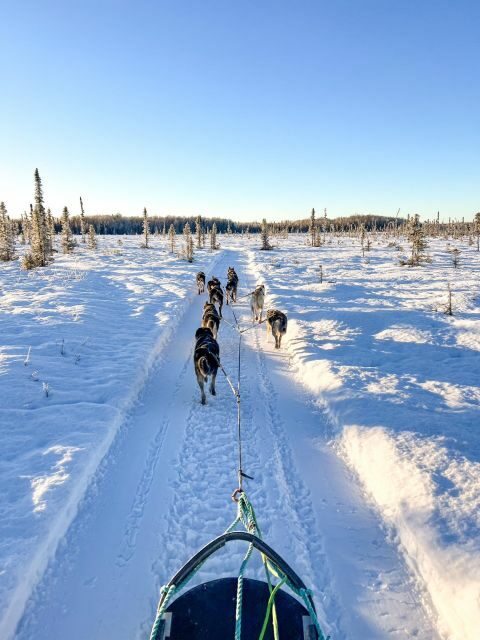 Winter Dog Sled Tour Day or Night Mush! - Summary of the Experience