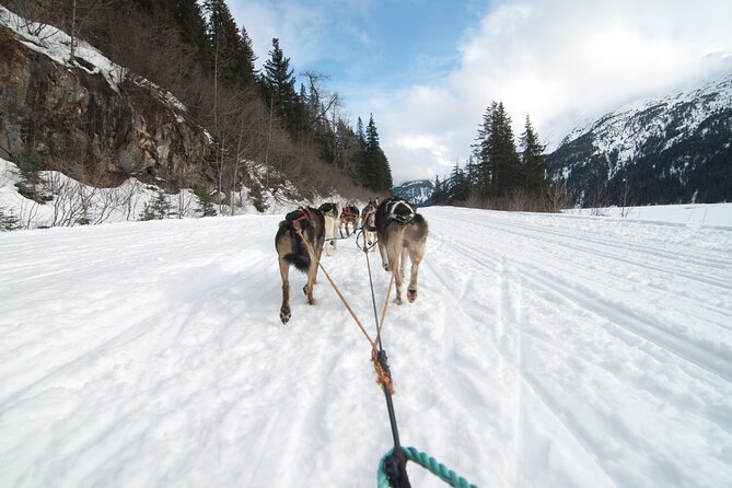 Winter Dog Sledding in Knik, Alaska - Seward Helicopter Tours Operator