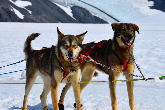 Winter Dog Sledding in Knik, Alaska - Pricing and Participation