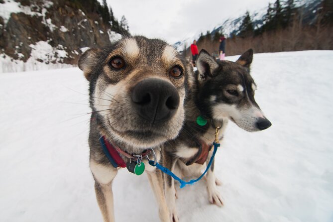 Winter Dog Sledding in Knik, Alaska - Reviews and Ratings