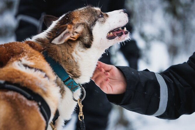 Winter Highlights: Snowmobile, Arctic Animals and Santas Village - Key Points