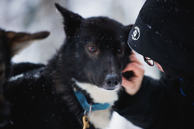 Winter Highlights: Snowmobile, Arctic Animals and Santas Village - Booking and Tour Details
