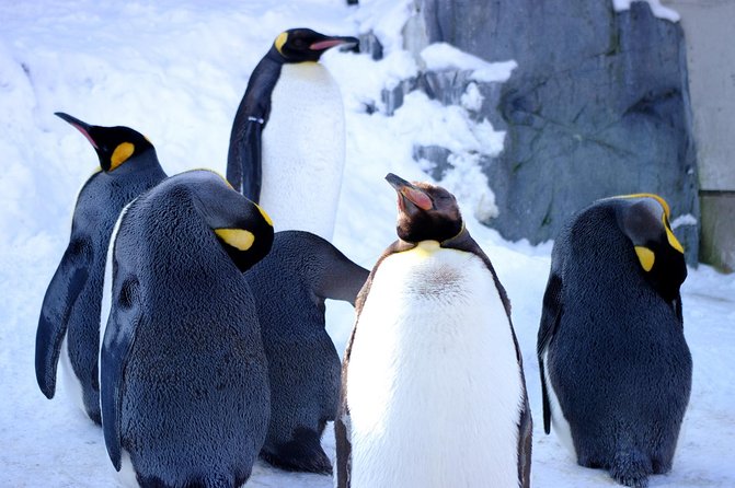 Winter in Hokkaido! Visit Asahiyama Zoo, the Frozen Ice Sea and Sunset Cruise - Discovering Asahiyama Zoo